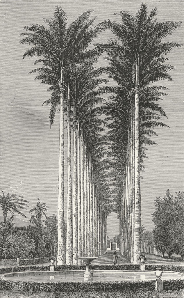 BRAZIL. Rio de Janeiro. Ave of Palms, Botanical Gdns 1880 old antique print